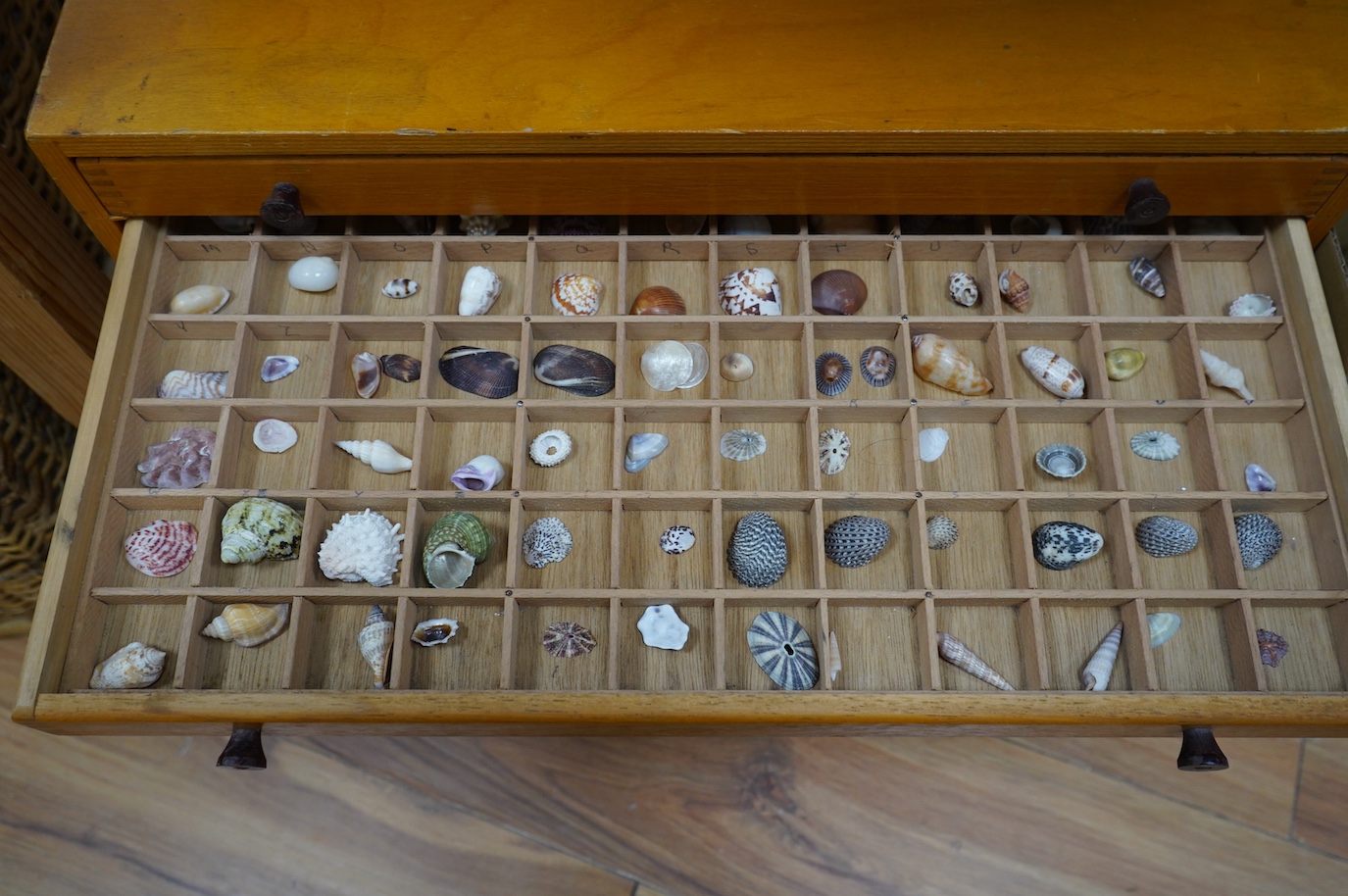 A collection of shells, rocks and specimen stones including; coral fragments, ammonites, quartz samples and other minerals, an echinoid, a selection of shells and a few reference books, most contained within two collecto